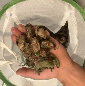 FOR SALE, COCOONS Actias Luna 