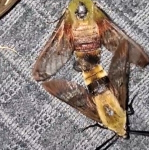 FOR EXCHANGE, Hemaris hybrid ova sale/trade