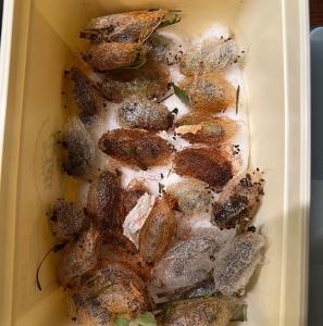 FOR SALE, Antherina suraka cocoons 
