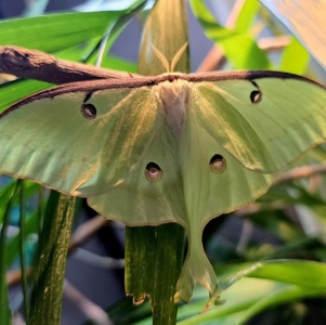 FOR SALE, Luna moth eggs LIMITED AMOUNT