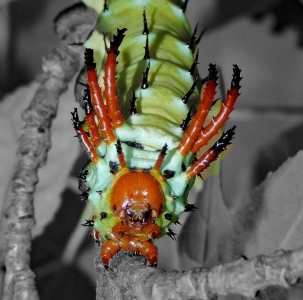FOR SALE, Royal Walnut Moth Pupae