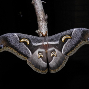 FOR SALE, Epiphora intermedia eggs F0 