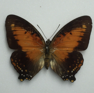 FOR SALE, Butterflies for sale