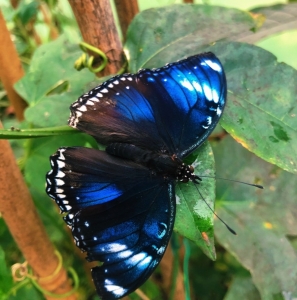 FOR SALE, Hypolimnas bolina eggs 