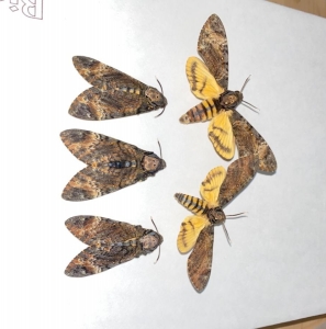 FOR SALE, Acherontia stxy A1 available for framers $20 