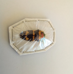 FOR SALE, Australian Buprestid