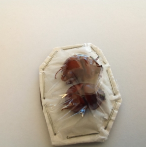 FOR SALE, Australian beetles