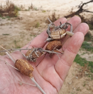 FOR SALE, Fresh Mantid Ootheca from WILD - Azov sea coast!