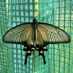 FOR SALE, Byasa alcinous pupae 