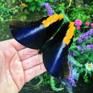 FOR SALE, Caligo atreus eggs 