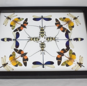 FOR SALE, Central beetles and much more - k#4