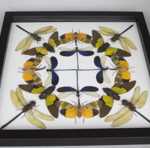 FOR SALE, Wings a fire - kaleidoscope 2