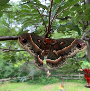 FOR EXCHANGE, Trade Cecropia Cocoons for Poly or Luna