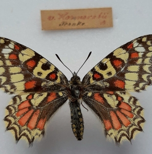 FOR EXCHANGE, ZERYNTHIA RUMINA F. HONNORATII