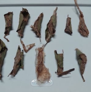 FOR SALE, Overwintering Samia cynthia cocoons