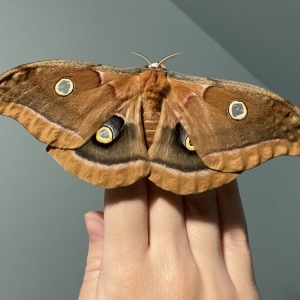 FOR SALE, Polyphemus cocoons CANADA ONLY