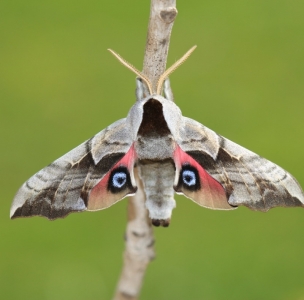 FOR SALE, Smerinthus ophthalmica pupae