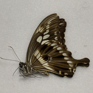 FOR SALE, Butterflies for sale from Uganda/Tanzania