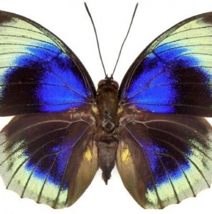 FOR SALE, Agrias beatifica stuarti for sale