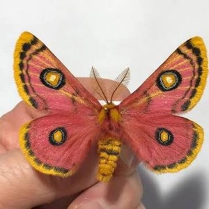 FOR SALE, SATURNIIDAE EOCHROA TRIMENII