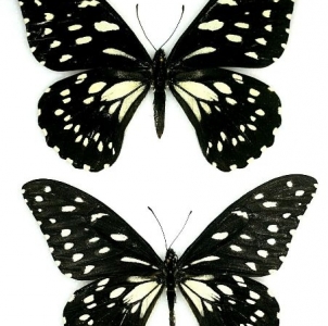 FOR SALE, Papilio Rex Schultzei For Sale
