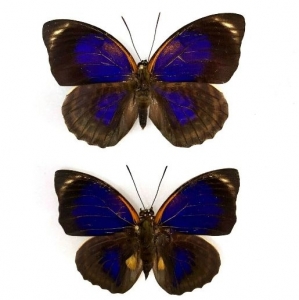 FOR SALE, Agrias Phalcidon Fournierae For Sale