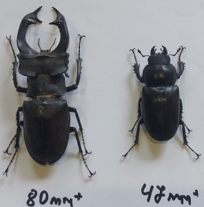 FOR SALE, Lucanus cervus  big pair from Ukraine