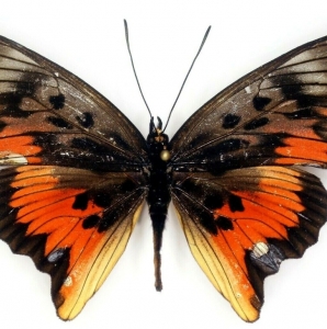 FOR SALE, Pseudacraea Acholica Mayencea For Sale