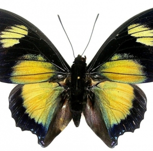 FOR SALE, Charaxes Fournierae For Sale