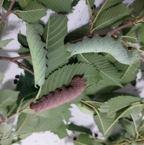 FOR SALE, Ceratomia Amyntor pupae