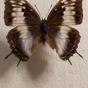 FOR SALE, very nice form charaxes bocqueti ♀