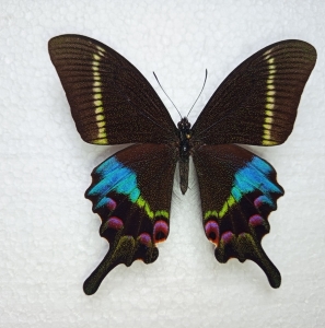 FOR SALE, Papilio KRISHNA - male