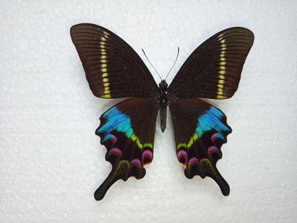 FOR SALE, Papilio KRISHNA - male