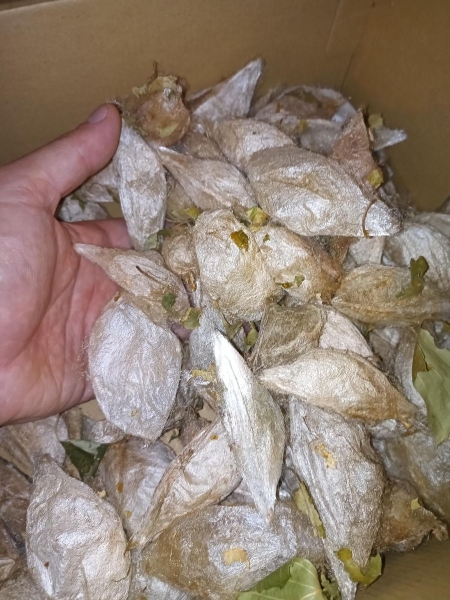 FOR SALE, Hylaophora Cecropia 2025 cocoons livestock