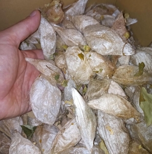 FOR SALE, Hylaophora Cecropia 2025 cocoons livestock