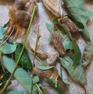 FOR SALE, Promethea Cocoons 