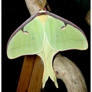 FOR SALE, Actias luna for sale