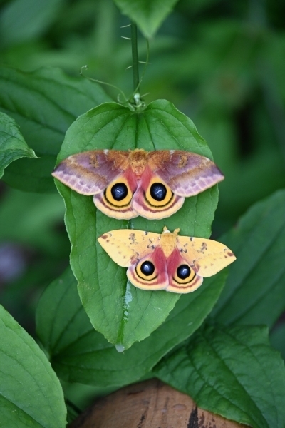 FOR SALE, Automeris io cocoons