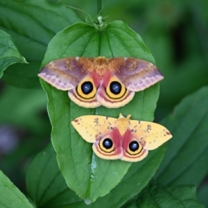 FOR SALE, Automeris io cocoons