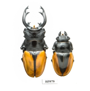 FOR SALE, Odontolabis mouhotii paulei Pair -HUGE 73mm LAOS