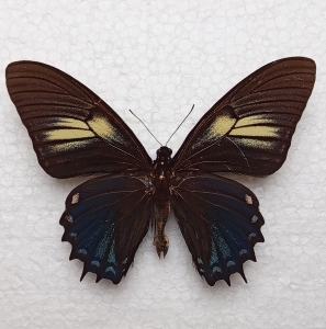 FOR SALE, Papilio x. DIAPHORA - male