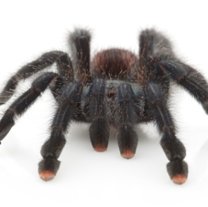 FOR SALE, Pink Toe Tarantula