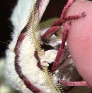 FOR SALE, Actias Selene eggs