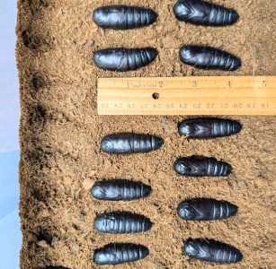 FOR SALE,  C. regalis pupae, extra males