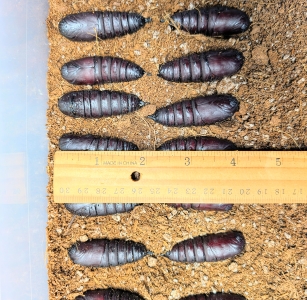 FOR SALE, E. imperialis and C. regalis pupae