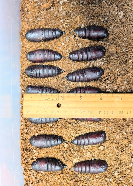 FOR SALE, E. imperialis and C. regalis pupae