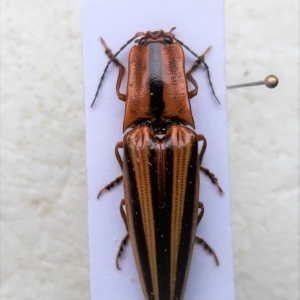 FOR SALE, Elateridae