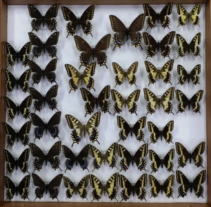 FOR SALE, machaon-group hybrids