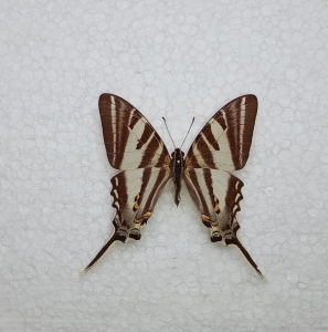 FOR SALE, Protographium LEOSTHENES leosthenes - M