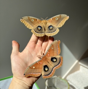 FOR SALE, A. Polyphemus Cocoons